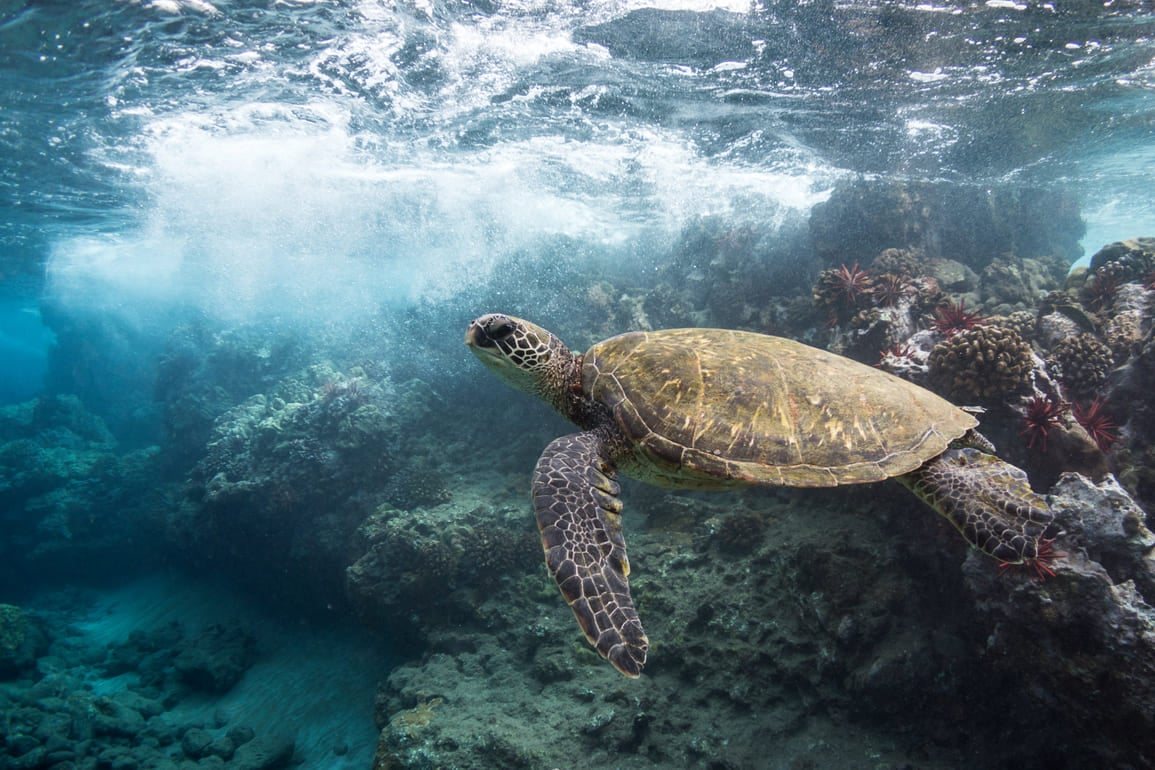 Hawaiian green sea turtle swimming, Maui waters